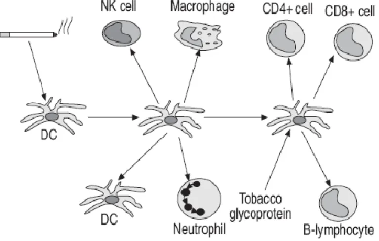 Figure  4 :  Rôle  des  cellules  dendritiques  dans  la  physiopathologie  de  la  BPCO   (Barnes et al, 2003)