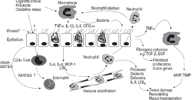 Figure  5 :  Les  interactions  cellules-cytokines  durant  l’inflammation  de  voies  aériennes  dans la pathogénèse de la BPCO (Chung, 2001)