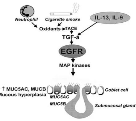 Figure 11 : Rôle central de récepteur EGFR dans la régulation de la sécrétion de mucus en  augmentant  l’expression  des  gènes  MUC5C  et  MUCB,  la  différentiation  de  cellules caliciformes et l’hyperplasie des cellules à mucus (Barnes, 2004a)