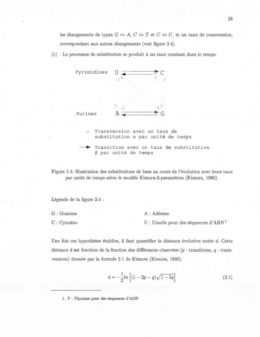 Figure 2.4:  Illustration des substit ut ions  de base  au cours  de  l 'évolut ion  avec leurs  taux  par unité de temps selon  le modèle Kimura-2-paramètres  (K imura, 1980)