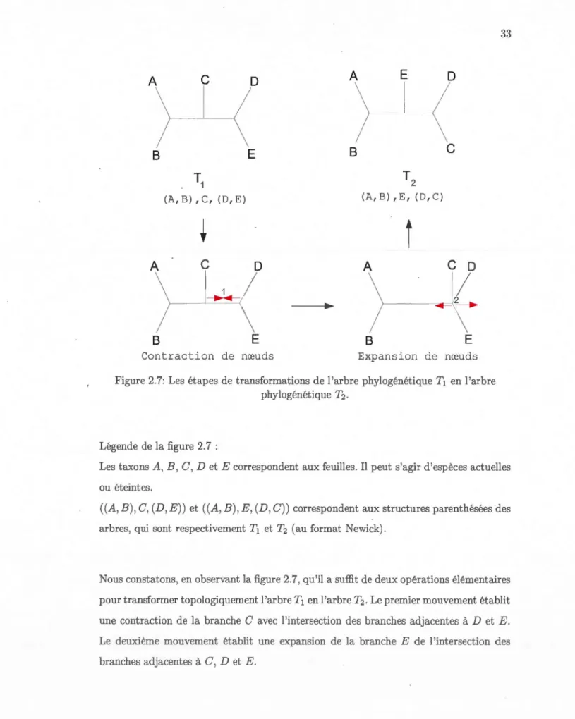 Figure  2.7: Les  étapes de  transformations de l 'arbre phylogénétique T 1  en l 'arbre  phylogénétique T2