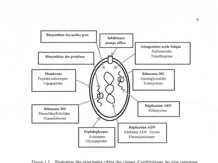 Figure  1 .1  Ill ustration  des  principales  c ibles  des  classes  d'a ntibi otiques  les  plus  commun s