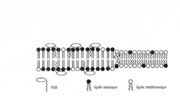 Figure  1 .3  Schématisation  de  la  création  de  domaines  de  lipides  dans  une  membrane  par  l'ajout du  lipopeptid e polymyxine B adaptée de  Watts,  1 998