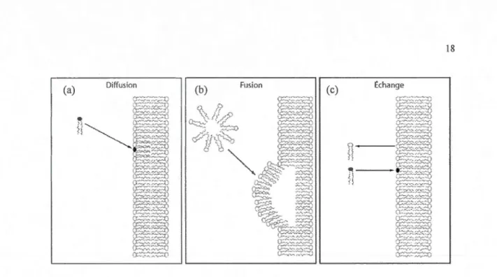 Figure  1.5  Diffé re nts  mécani smes  pass ifs  d ' incorporat ion  de  lipides  exogènes  dans  des  bicouches