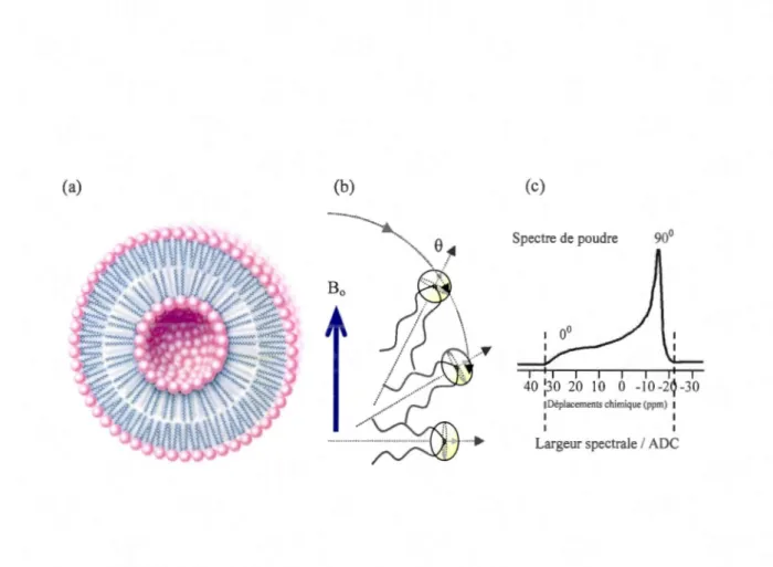 Figure 2.6  (a)  Schématisation  d ' une  bicouche sphérique  de  structure symétrique  composée  de phospholipides et (b) distribution des orientations des têtes polaires des phospholipides par  rapport  à Ba  et (c)  le spectre RMN-ÉS  résultant