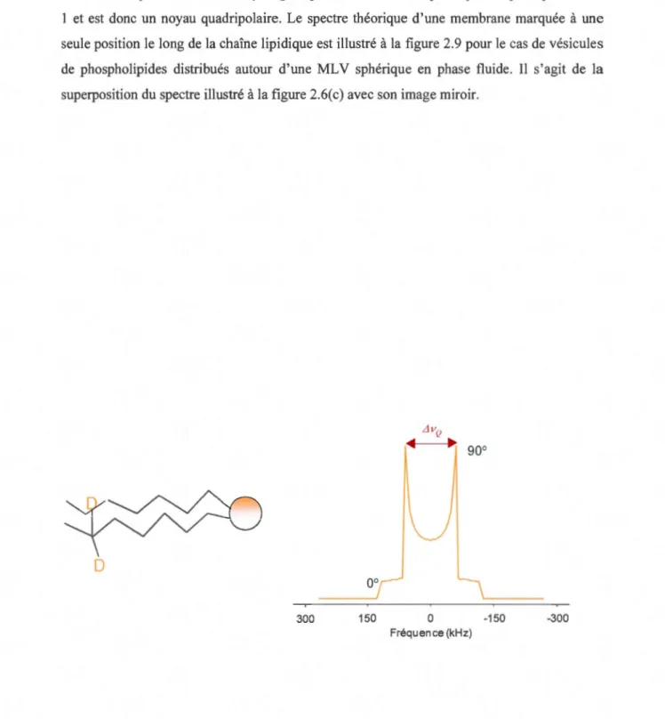 Figure 2.9  Spectre  2 H  RMN-ÉS  théorique  de  vésicul es  de  phospholipides  ayant  une  seule  position deutérée le  long de la  chaîne acyle