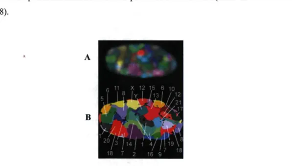 Figure 1. Fluorescence par hybridation in situ de tous les chromosomes (24-color 3D  FISH) d'un fibroblaste humain en GO montrant les territoires chromatiniens (adaptée de  Bolzer et al., 2005)