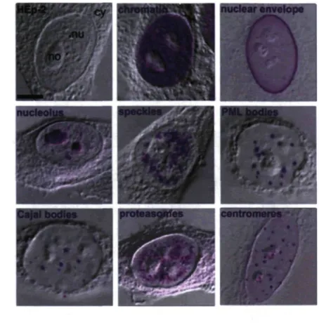 Figure 2. Microphotographie obtenue par microscopie confocale montrant différentes  structures nucléaires de cellules mammifères marquées par immunofluorescence  (http://www.fli-leibniz.de/groups/emmerich_structure_en.php)
