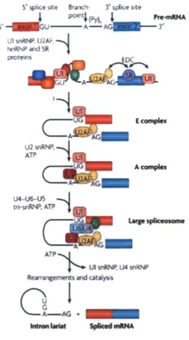 Figure 4. Les différentes étapes du processus d'épissage du pré-ARNm (Li et al., 2007)