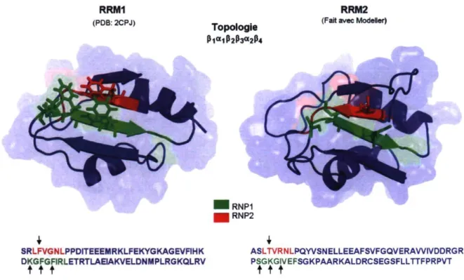 Figure 7. Structure tridimensionnelle des RRMs de p54nrb. Les séquences consensus  RNP1 (vert) et RNP2 (rouge) sont indiquées sur les structures et sur les séquences  primaires des RRMs