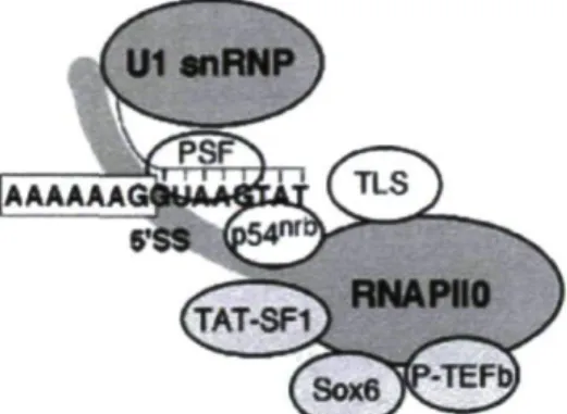 Figure 10. Modèle schématisant le complexe transcription/épissage (Kameoka et al.,  2004) 