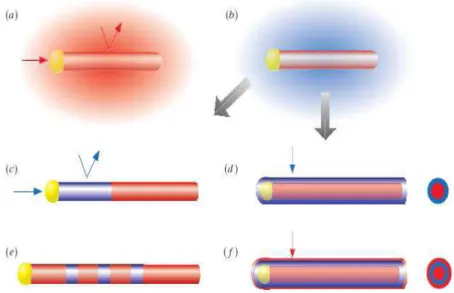 Figure I-13:Vue schématique de la réalisation de nanofils hétérostructurés par VLS. 