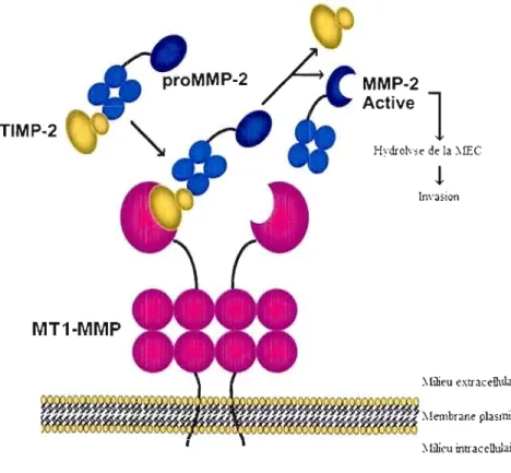 Figure 1.9 Activation de la  proMMP-2 par la MTI-MMP 