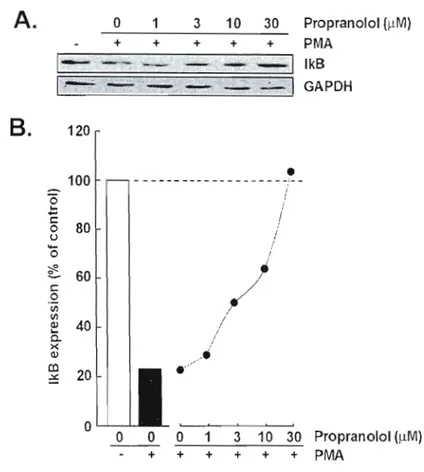 Figure  3:  Propranolol  reverses  PMA-mediated  IKU  degradatioll.  Medulloblastoma­
