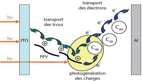 Figure I.14. Photo-génération des charges dans une cellule solaire organique à réseaux  interpénétrés à base de PPV et C 60  [44]