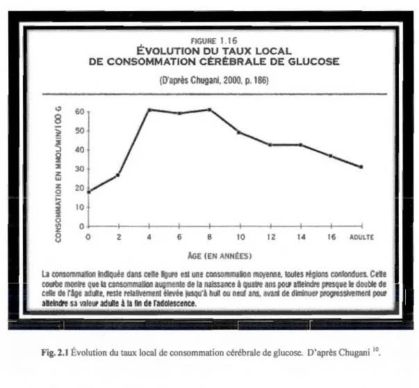 Fig. 2.1  Évolution du  taux local de con somm ation cérébrale de glucose.  D' après  Chugani  1 0 