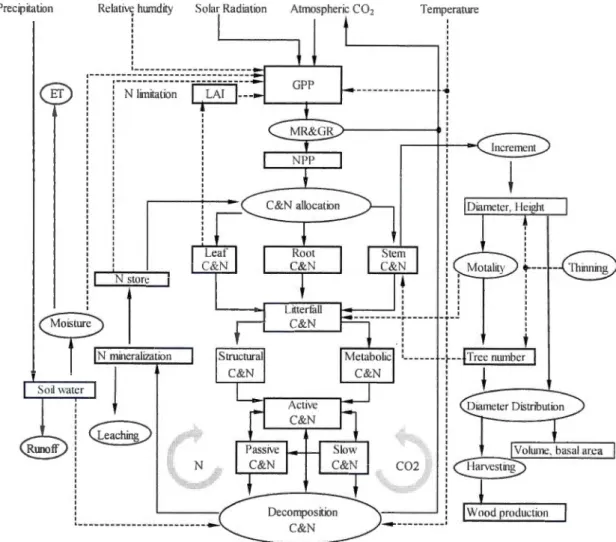 Figure  3.1  The  structure  of the  TRIPLEX  mode!  (from  Wang  et  a l. ,  20 12).  Rectangles  and  ova ls  represent  key  pools or state variables  and core simulation  pro  cess, respectively