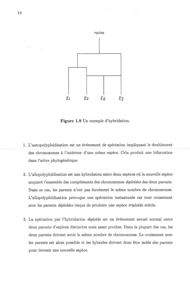 Fig ure  1.8 Un  exemple d 'hybridat ion. 