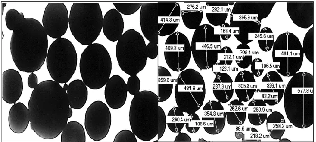 Figure II.3.2 : Micrographies des microsphères prise par microscopie optique pour le Lot 14  (EC/β-CD/AN) 