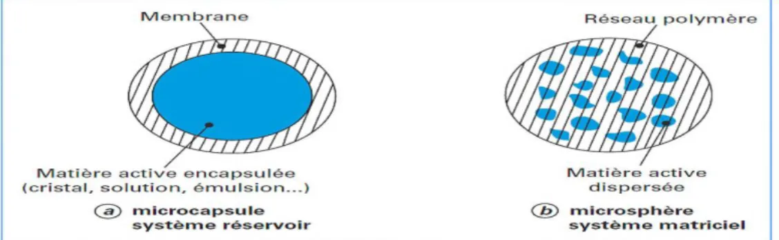 Figure I.1.1 : Morphologie des particules obtenues par microencapsulation :  a) microcapsule simple, (b) microsphère simple 
