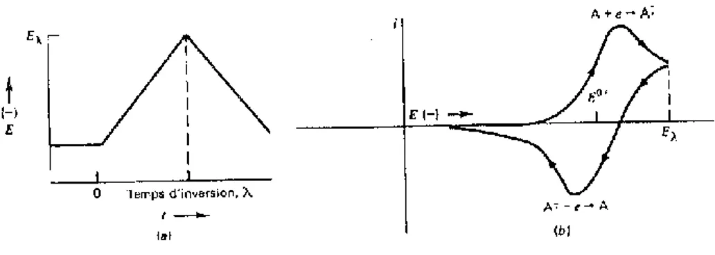 Figure 2 : Forme du potentiel en voltampérométrie cyclique 
