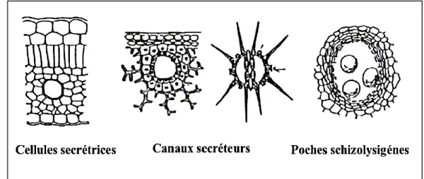 Figure 5: Quelques organes sécréteurs d'huiles essentielles (Ngakengi-Limbili, 2012) 