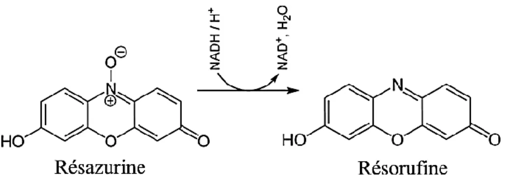Figure 21 : La réduction de la résazurine en résorufine. 