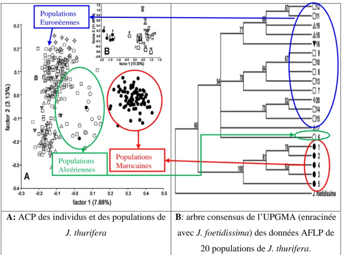 Figure 9: Résultats de l’étude basée sur le polymorphisme de longueur de fragments  amplifiés de J
