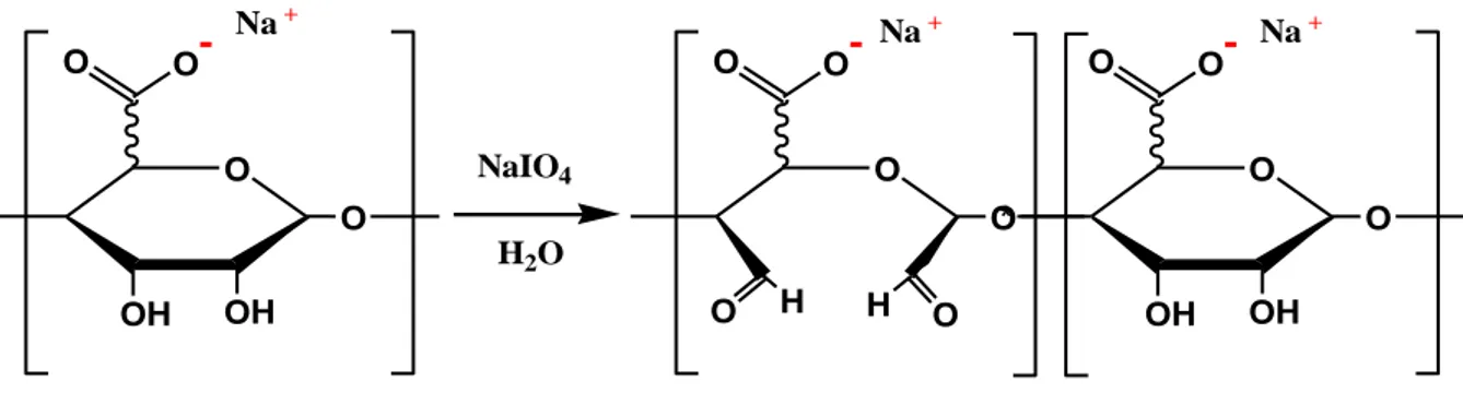 Figure I.16 : Oxydation de l’alginate de sodium par le NaIO 4  et formation de Na- Na-alginate oxydée sur la chaine principale (Gomez et al., 2007)