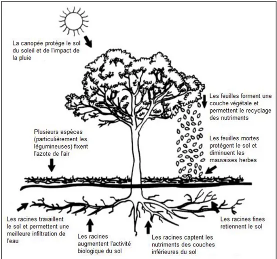 Figure 2.7 Effets des arbres d’ombrage sur la fertilité et l’érosion des sols  Traduction libre 