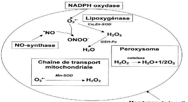 Figure  1.  Principales  sources  endogènes  d’espèces  réactives  oxygénées.  GSH-Px:  glutathion  peroxydase, SOD: superoxyde dismutase (Bonnefont-Rousselot et al., 2002)