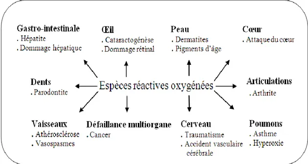 Figure 2. Les pathologies associées aux espèces réactives oxygénées (Lee et al., 2004)