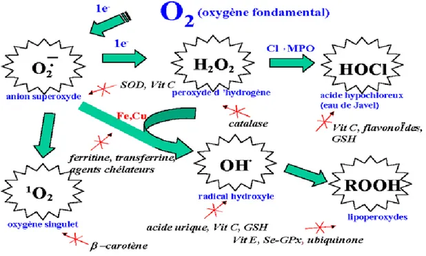 Figure  3.  Espèces  réactives  oxygénées  et  systèmes  de  protection  permettant  de  limiter  leur  effet  toxique