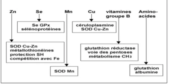 Figure 4. Oligoéléments nécessaires aux activités des enzymes antioxydantes (Roussel, 2009)