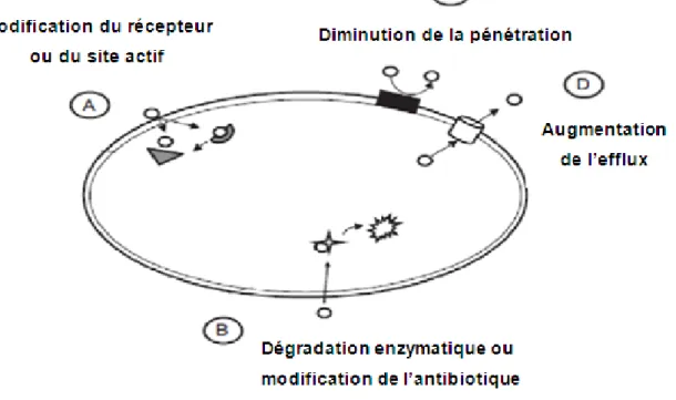 Figure 7. Mécanismes de résistance bactérienne aux antibiotiques.  : la substance antibiotique,  :  récepteur,  : récepteur modifié, : pompe d’efflux,  : enzyme,  : dégradation de l’antibiotique  (Hemaiswarya et al., 2008)