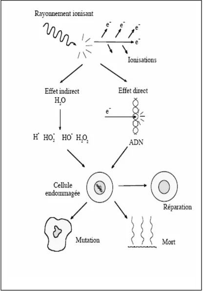 Figure II.2 : Schéma des différentes étapes aboutissant à une lésion létale ou  non létale de l’ADN [21] 
