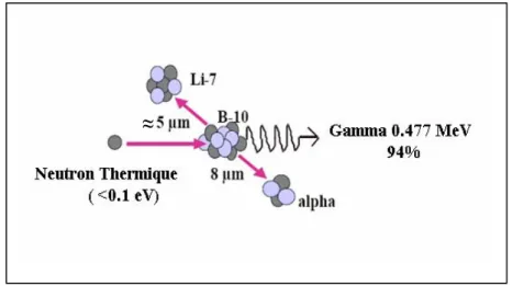 Figure III.4 : Principe de la  réaction de capture du neutron par le  10 B [1]. 