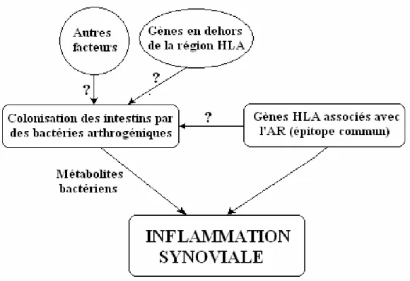 Figure 1: Etiologie  de l'arthrite rhumatoïde (Toivanen, 2003). 