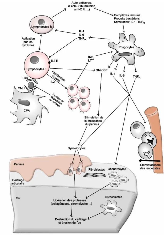 Figure 6: Physiopathologie de l'arthrite rhumatoïde (Brooks, 1998).  