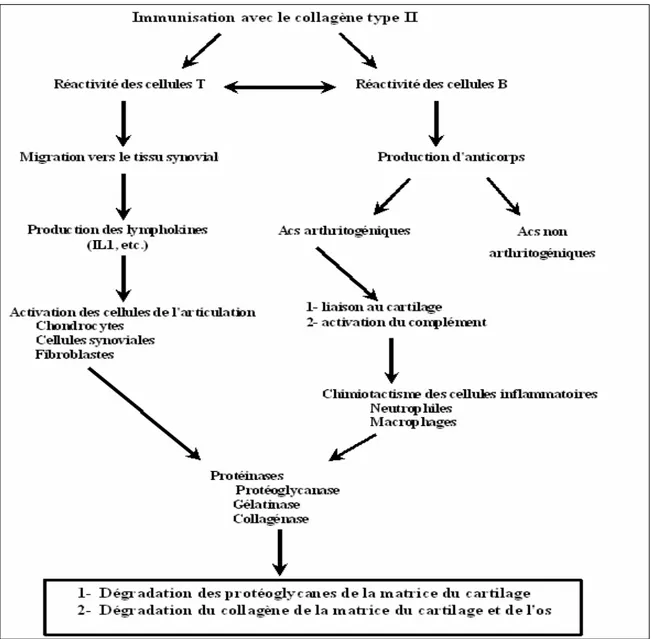 Figure 7 : Schéma proposé pour la pathogénie de l'arthrite induite par le collagène type II  (Stuart et al., 1988)