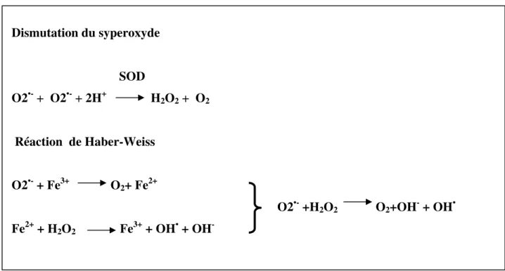 Figure 12: Génération de l'hydroxyle à partir du superoxyde (Kawai et al., 2000). 