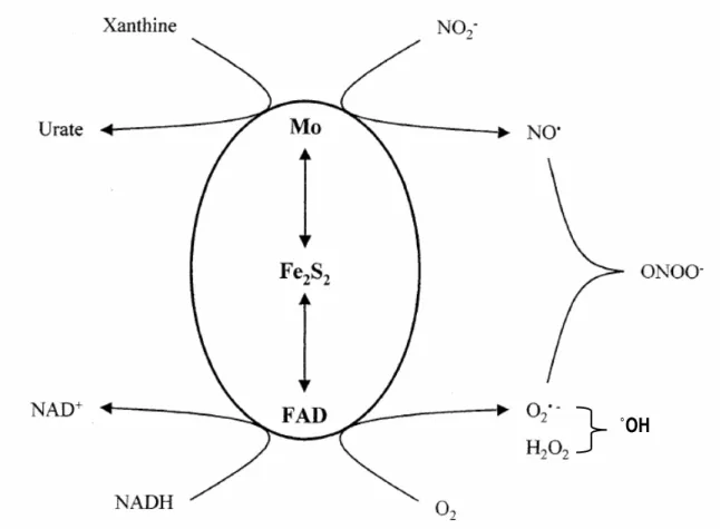 Figure  15:  génération  des  espèces  oxygénées  et  nitrogénées  réactives  par  la  xanthine  oxydoréductase (adapté de Harrison, 2002)