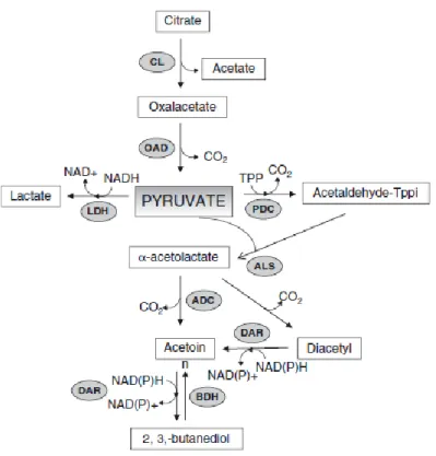 Figure 1. Métabolisme des citrates chez les espèces des genres Lactococcus et Leuconostoc  (Mayo et al., 2010).
