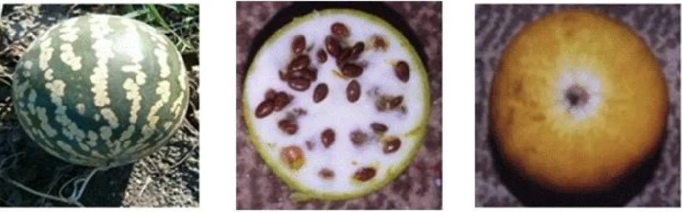 Figure 2: Median lethal dose (LD 50 ) of the fruit C. colocynthis methanolic extract administered per os to male albino  rats