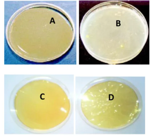Fig .01: Prepaperd membranes polymeric; 