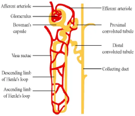 Figure 2. Structural organization of the nephron (Tarloff and Wallace, 2010). 