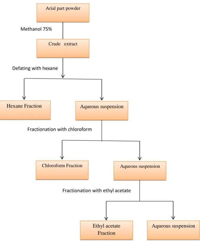 Figure  6.  Fractionation  steps of    the  crude extract  of  Ruta montana  L.  (Markham,  1982)  with slight modifications