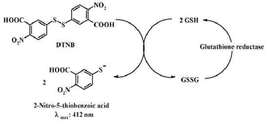 Figure 8. Ellman reaction (Araujo et al, 2008) 