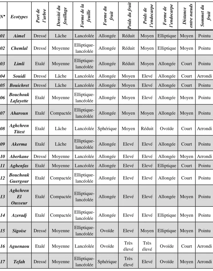 Tableau n°25 : Identification variétales des écotypes étudiés selon les différents paramètres  morphologiques