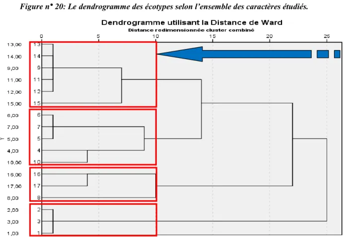 Figure n°21: Le dendrogramme des écotypes selon le poids, la forme et le sommet du fruit